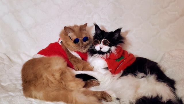 Gangsta's paradise. Gangsta cats. Funny cats video. Коты гангстеры. Смешные видео с котами смотреть онлайн