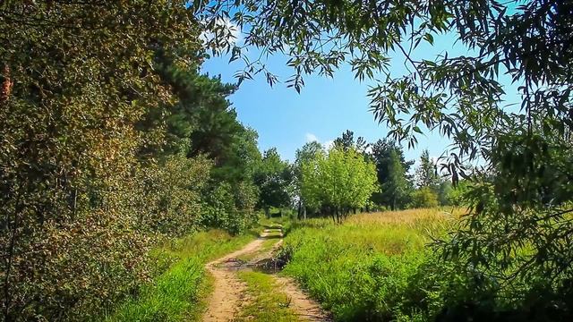 Прогулка по лесу. Пение птиц, звуки леса и речки. Релакс на природе! смотреть онлайн