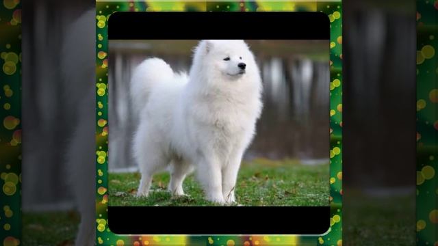 7 самых красивых пород собак смотреть онлайн