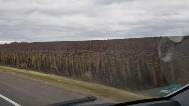 Бескрайние поля подсолнухи. смотреть онлайн