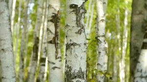 Лучшие песни о Родине - "На моей, на Родине..."