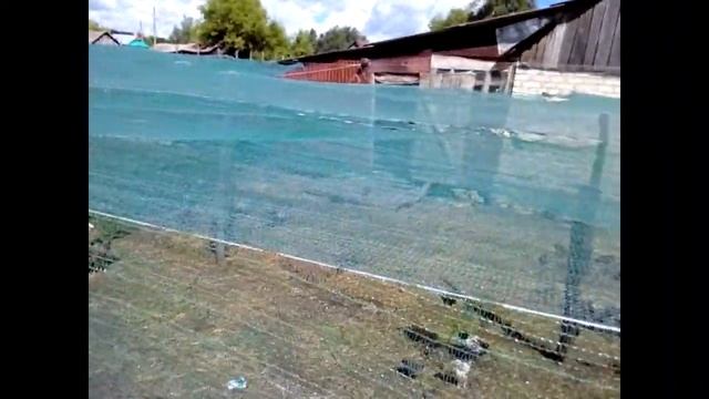 ЗАГОН ДЛЯ ДОМАШНЕЙ ПТИЦЫ. КУРЫ, ЦЫПЛЯТА смотреть онлайн