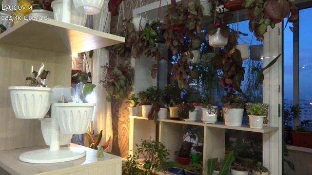 Комнатные цветы/растения. Осталась полка от стеллажа. Нашла ей применение. Обзор цветочков. смотреть онлайн