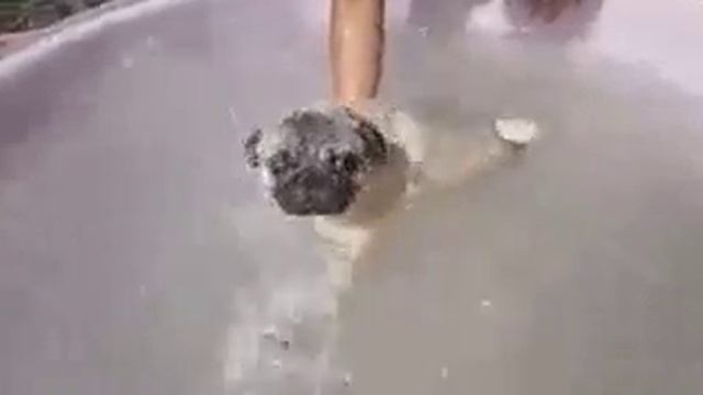 Прикольный мопс смотреть онлайн