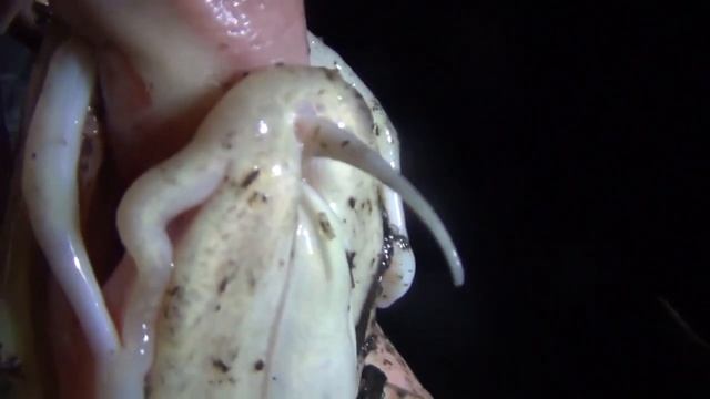 УС расположенный на нижней челюсти рыбы Налим. Играет в ЖИЗНИ налима очень ВАЖНУЮ роль. Рыбалка лов смотреть онлайн