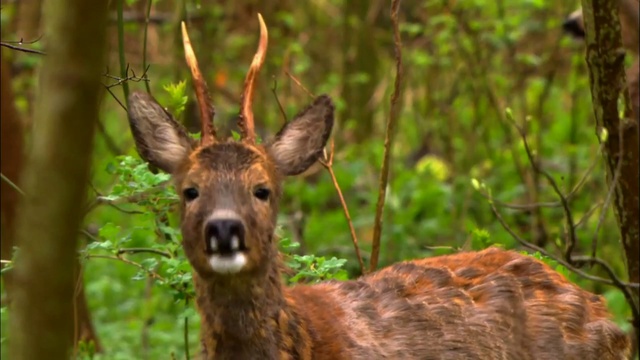 Зеленая планета / Das Grüne Wunder - Unser Wald  - русский трейлер HD