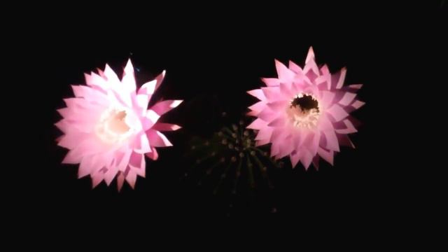 Night Blooming Cactus смотреть онлайн