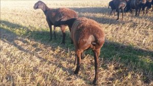 Овцы гиссарской породы в моём хозяйстве Татарстан