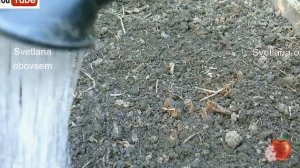 МОЩНОЕ ОРГАНИЧЕСКОЕ ОБЕЗЗАРАЖИВАНИЕ ГРЯДОК ОСЕНЬЮ НАДУКСУСНОЙ КИСЛОТОЙ. 100% УНИЧТОЖЕНИЕ ИНФЕКЦИЙ