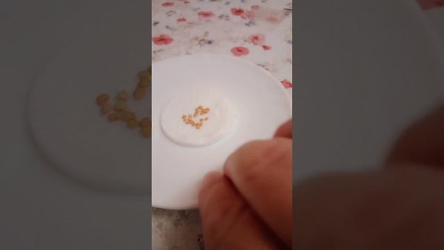 пора сеять баклажаны#замачиваю#shorts смотреть онлайн