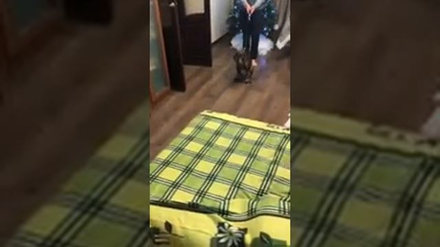 приучение собаки команде лежать на расстояние смотреть онлайн