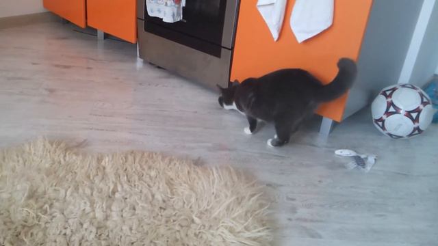 Кот смешное испугался смотреть онлайн