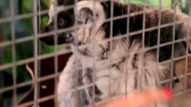 Смешной кошачий лемур. Кольцехвостый лемур смотреть онлайн