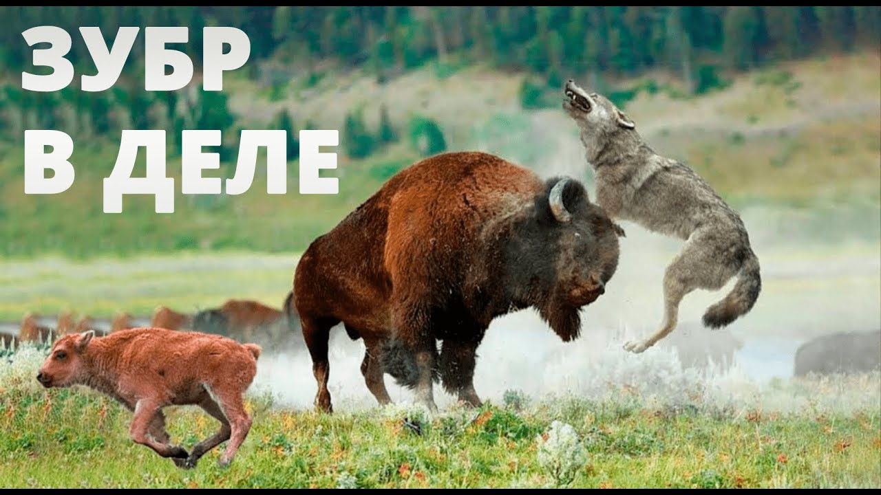 ЗУБР ПРОТИВ быка, носорога, медведя, питбуля, волка! ЗУБР В ДЕЛЕ! | RISEME смотреть онлайн
