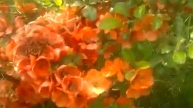 Айва цветет.Золотая айва. смотреть онлайн