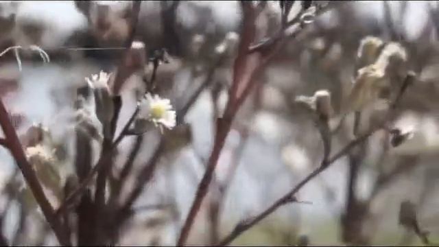 The Adulterous Woman - PSALM 145 - 146:1-2 - RSC 2014 - SCRIPTURE VIDEO смотреть онлайн