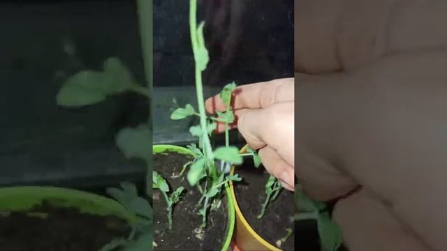 Как Вырастить Горох в Домашних Условиях#21?? смотреть онлайн