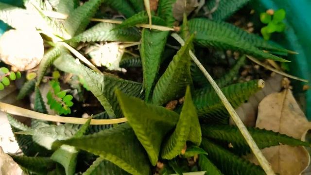 Aloe Aristata смотреть онлайн