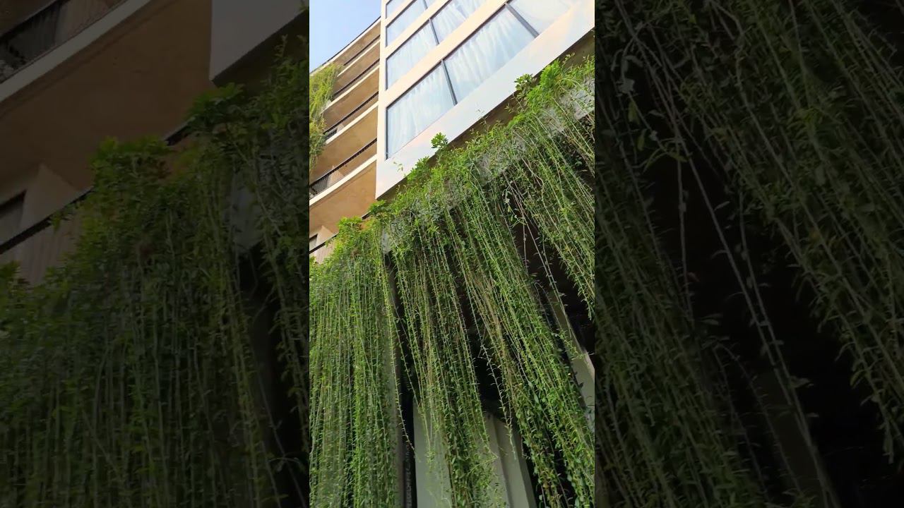 Отель в Сием риепе. В переводе с санскрита его название обозначает- "кривулька" смотреть онлайн