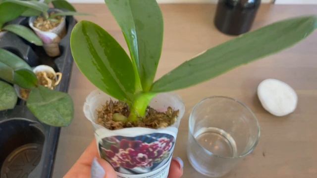 # 117 Как оживить и чем подкормить листья орхидеи!? #УходЗаОрхидеями #АзиатскиеОрхидеи смотреть онлайн