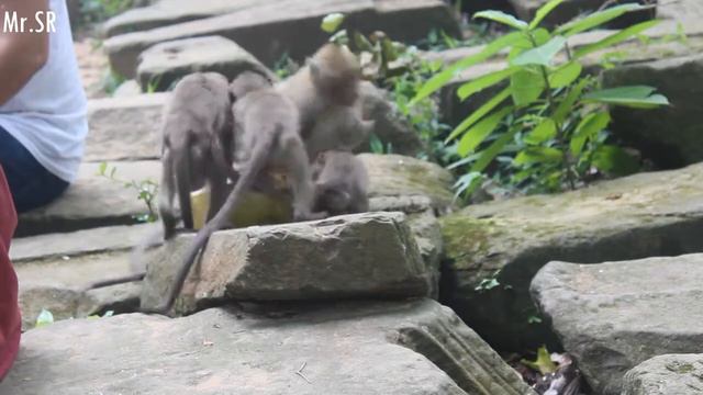 Обезьянка кушает. Обезьяна есть кокос! Очень круто! смотреть онлайн