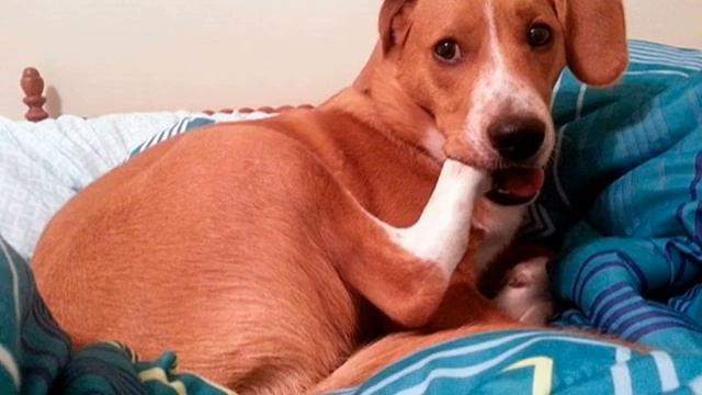 Собака лижет лапы и постоянно разлизывает до кожи смотреть онлайн