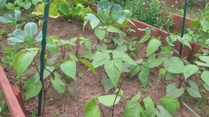 ЗРЯ МНОГО ЛЕТ СЛУШАЛА БЛОГЕРОВ!//ОБЗОР САДА И ОГОРОДА🏡🌺