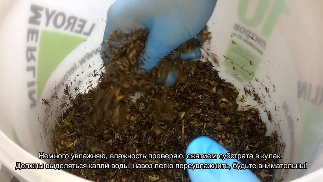 Подготовка навозного субстрата для выращивания шампиньонов в домашних условиях смотреть онлайн
