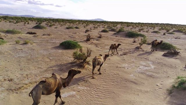 Пустыня Гоби. Между Гурвантесом и Сэвреем смотреть онлайн