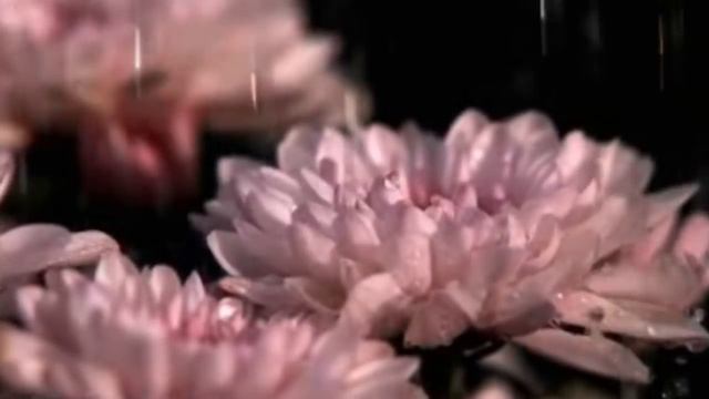 Вальс Дождя смотреть онлайн