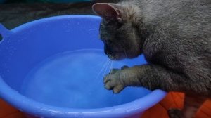 24 ЧАСА В ТРЁХКОМНАТНОЙ ПАЛАТКЕ С КОТАМИ И СОБАКОЙ | ОБУСТРОИЛИ КОМНАТУ КОТОВ | БИЛЛИ УКУСИЛ МУРАВЕ