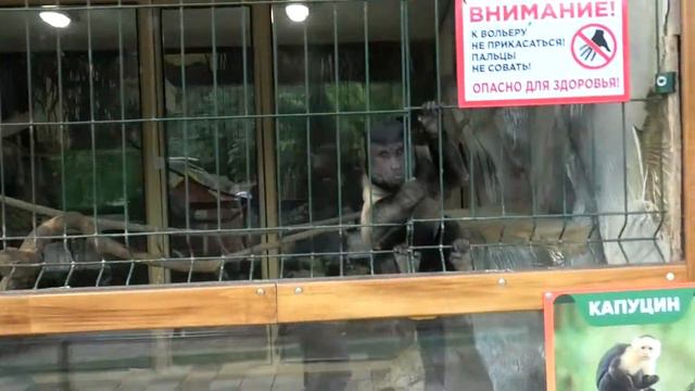 Любимые Абу, Сеня и Маша! А Абу бесподобен) Beloved Abu, Senya And Masha! Well, Abu Is Incomparable