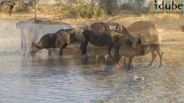 Hippo Greets a Buffalo Herd смотреть онлайн