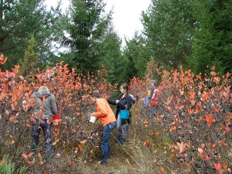 Как собирают маленькую черную ягоду смотреть онлайн