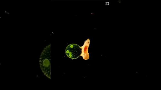 Это тихоходка верхом на вольвоксе (род зелёных водорослей) смотреть онлайн