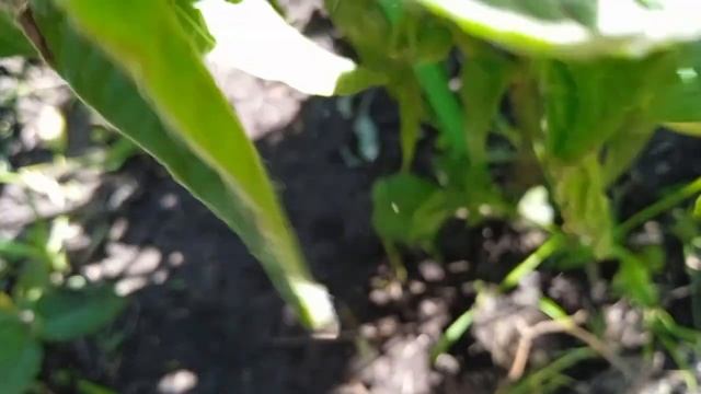 7 июля  Томаты в открытом грунте. 2 часть