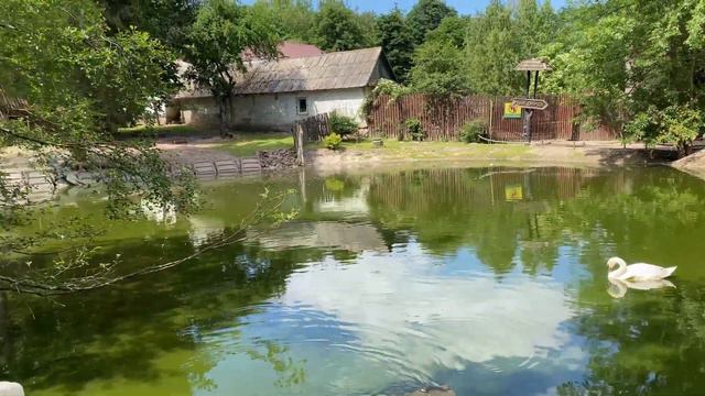 Зоопарк у Рівному. Дінопарк. Влог. смотреть онлайн