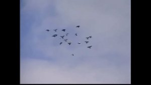 Птицы Г Фрид