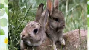 " Дикие животные весной"