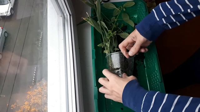 Вырастить имбирь на подоконнике. Продолжение смотреть онлайн