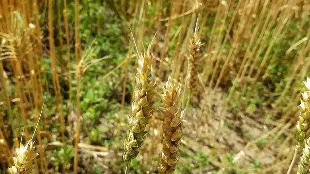 Saveliy Ad МАМКА НЕДОВОЛЬНА СЕЛОМ НЕДОГАРКИ. ГРАНДЕНИКО ВКОНТРАХ С ПОДРУГАМИ САМВЕЛА смотреть онлайн