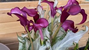 КАЛЛЫ ЦВЕТНЫЕ. Посадка в горшок.