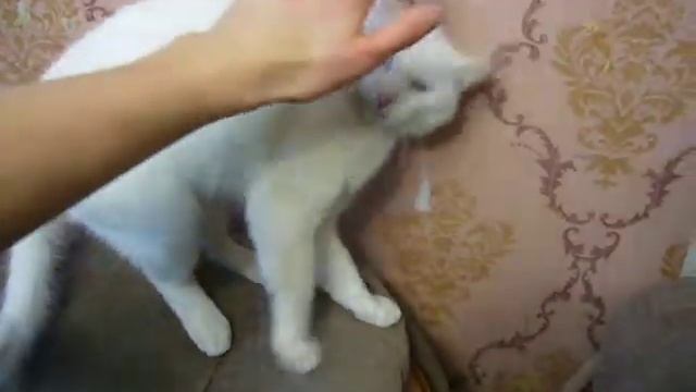 Как Погладить Кота 2 смотреть онлайн