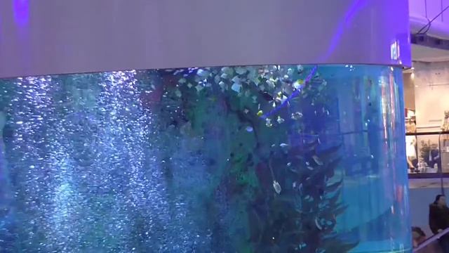 Самый высокий аквариум в Европе смотреть онлайн