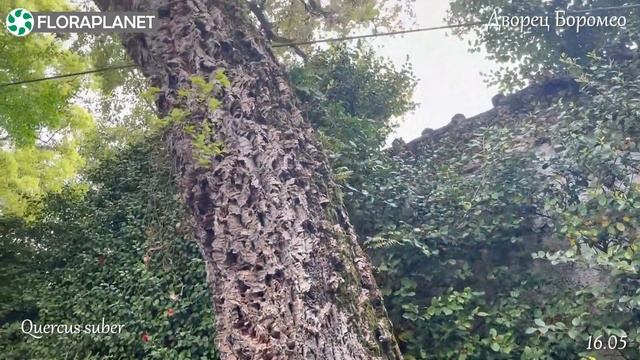 Прекрасный дворцово-парковый комплекс графа Борромео на острове в Италии смотреть онлайн