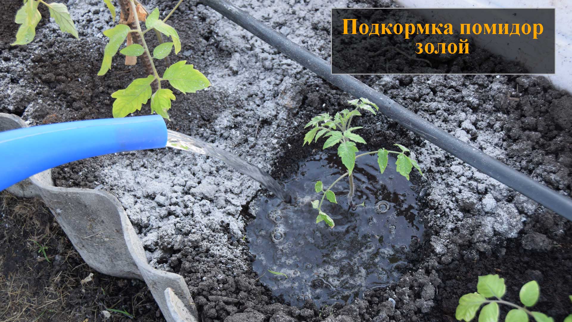Подкормка томатов золой