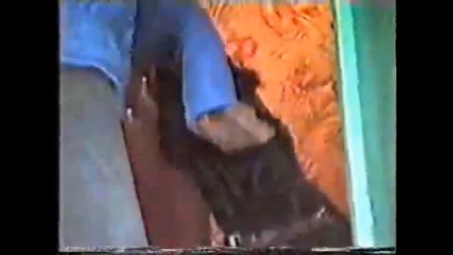 Охрана собаками смотреть онлайн