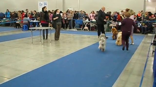 "Eurasia-14" silver poodle medium-sized GEJA NIKS VERSAILLES - CACIB / BOB смотреть онлайн