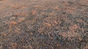 Первые всходы подсолнечника на целине по No-till.Вороны и другие соседи вредят!