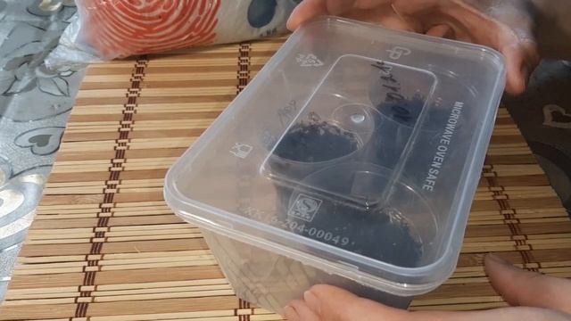 Всходы клубневой бегонии. Уход за рассадой бегонии смотреть онлайн